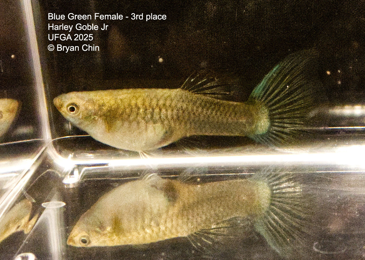 Guppy Female  Blue Green MBAG
